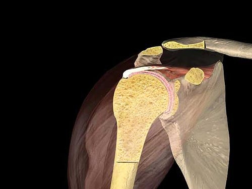 shoulder